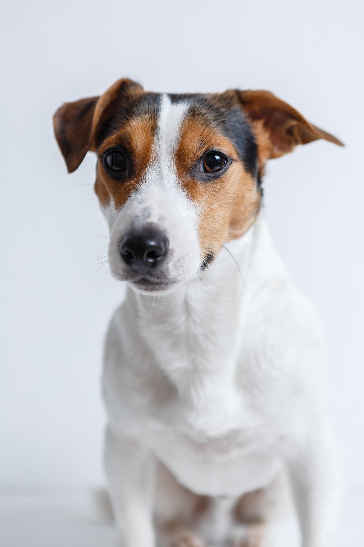 Ein kleiner weiß-brauner Hund schaut in die Kamera